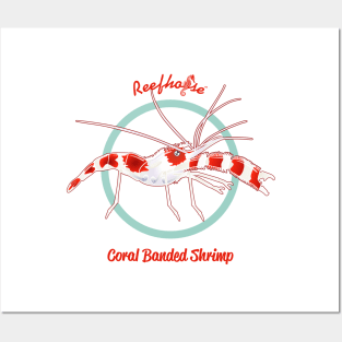 Coral Banded Shrimp Posters and Art